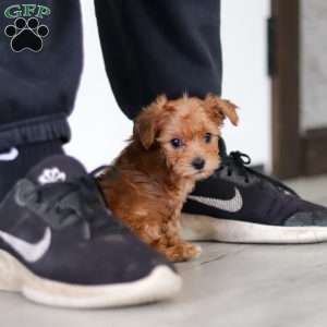 Archie, Yorkie Poo Puppy